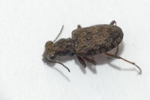 Elaphrus cupreus